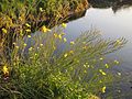 Diplotaxis tenuifolia (Schmalblättriger Doppelsame, Wilde Rauke)