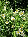 Magerwiesen-Margerite (Leucanthemum vulgare)