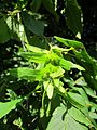 Carpinus betulus (Hainbuche)