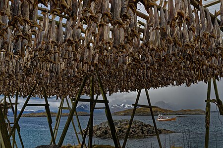 Norway - Beautiful Lofoten - Henningsvär Fish hanging to dry in the air