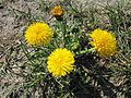 Gewöhnlicher Löwenzahn (Taraxacum sect. Ruderalia)