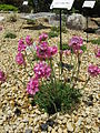 Armeria caespitosa Osaka Prefectural Flower Garden,Osaka - Japan