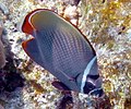 Chaetodon collare