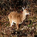 White-tailed Deer