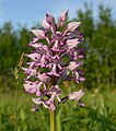 Orchis militaris Estonia