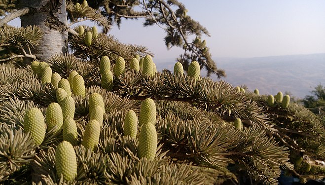 Cedar Trees at Al Arz Natural Forest. Photograph: Ziad Abdullah