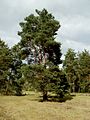 Pinus sylvestris (Waldkiefer)