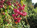 Euonymus europaeus (Gewöhnliches Pfaffenhütchen)