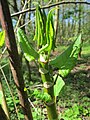 Fallopia japonica (Japanischer Staudenknöterich)