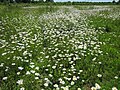 Magerwiesen-Margerite (Leucanthemum vulgare)