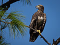 Bald Eagle (Immature)