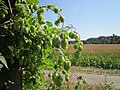 Humulus lupulus (Echter Hopfen)