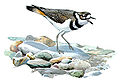 "Charadrius_vociferusFJ03P10CA.JPG" by User:Cotinis