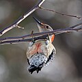 Red-bellied Woodpecker (female)