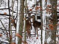 White-tailed Deer