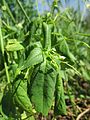 Impatiens parviflora (Kleines Springkraut)