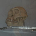 skull