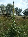 Verbascum thapsus (Kleinblütige Königskerze)