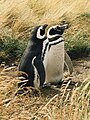 Magellanic Penguin