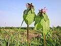 Lamium purpureum (Purpurrote Taubnessel)