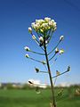 Gewöhnliches Hirtentäschel (Capsella bursa-pastoris)