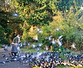 * Nomination Feeding pigeons.--Mbz1 17:11, 8 September 2009 (UTC) * Promotion What a gorgeous, artsy, atmospheric shot! Love the ghostly pigeons. Good quality, too. Maedin 17:17, 8 September 2009 (UTC)