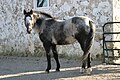 A varnish roan horse will turn unevenly lighter with age and be almost white with time, but will retain colour in the head and on the joints of the legs. Varnish roan is a type of "leopard complex patterning" and might reveal so-called leopard spots as the roaning progresses. These spots will never turn gray or white with varnish roaning.