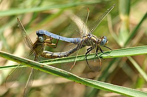 Orthetrum coerulescens