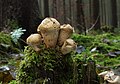 (Old form) Lycoperdon perlatum