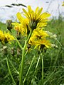 Crepis biennis (Wiesen-Pippau)