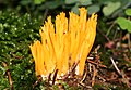 Calocera viscosa