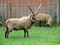 Manx loaghtan sheep