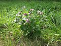 Arctium tomentosum (Filz-Klette)