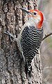 Red-bellied Woodpecker (male)