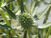 Eryngium palmatum