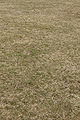 * Nomination: Dry lawn after winter in Pori. --kallerna 14:28, 19 May 2010 (UTC) * * Review needed