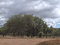 Habit (Alentejo, Portugal)