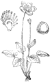 Parnassia palustris Jednopérka plate 359 in: Martin Cilenšek: Naše škodljive rastline Celovec (1892)