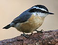 Deutsch: Kleiber English: Nuthatches Sittidae (cat.)