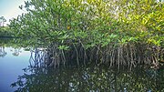 Thumbnail for File:Hutan mangrove.jpg