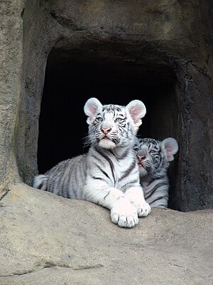 Little tigers albinos in the Moscow zoo