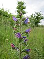 Gewöhnlicher Natternkopf (Echium vulgare)