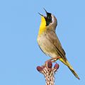 New World warbler  (Parulidae, cat. ) Picture: Common Yellowthroat  (Geothlypis trichas, cat. ) Male