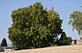 * Nomination Natural monument "Thousand Years Old Tilia", Reinborn, Germany. --Johannes Robalotoff 11:05, 10 February 2019 (UTC) * Promotion Good quality. --Milseburg 14:52, 10 February 2019 (UTC)