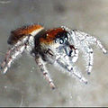 male Phidippus whitmani