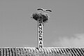 Famous Sandeman storks in Sandeman Bodega in Jerez de la Frontera