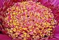 * Nomination Asteraceae sp. flower. --ComputerHotline 20:21, 4 December 2011 (UTC) * Promotion Good quality. --Saffron Blaze 15:47, 10 December 2011 (UTC)