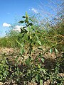 Amaranthus retroflexus (Acker-Fuchsschwanz)