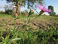 Centaurea jacea (Wiesen-Flockenblume)