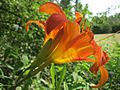 Hemerocallis fulva (Gelbrote Taglilie)